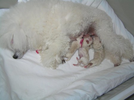 DORLY štěňátka 2. den